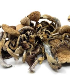 Buy Golden Teacher Mushrooms